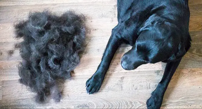 a labrador retriever with a lot of loose fur shedding