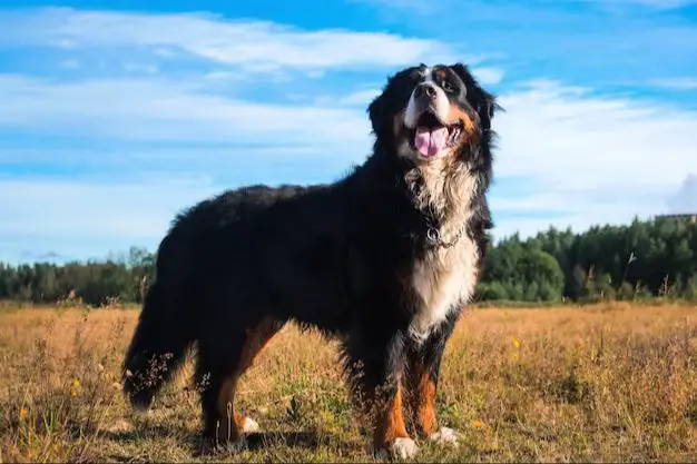 a large bernese mountain dog standing in a field