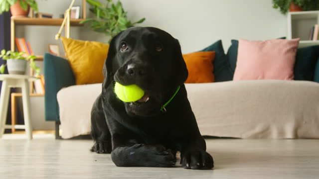 a large black labrador retriever rolling around and playing inside a small living room