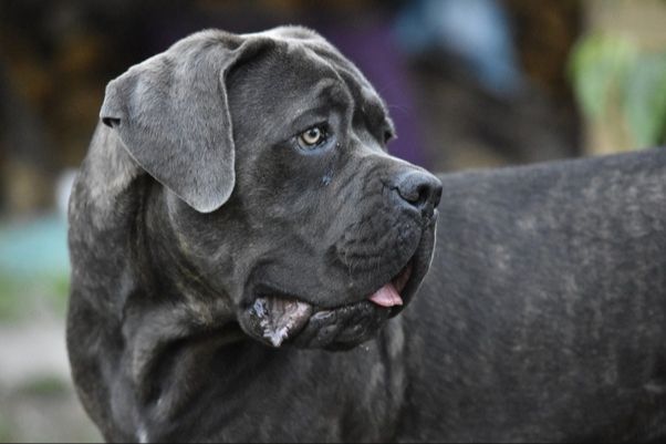 a large cane corso stands powerfully with perfect posture, exhibiting its strong, sturdy frame and intimidating stare.