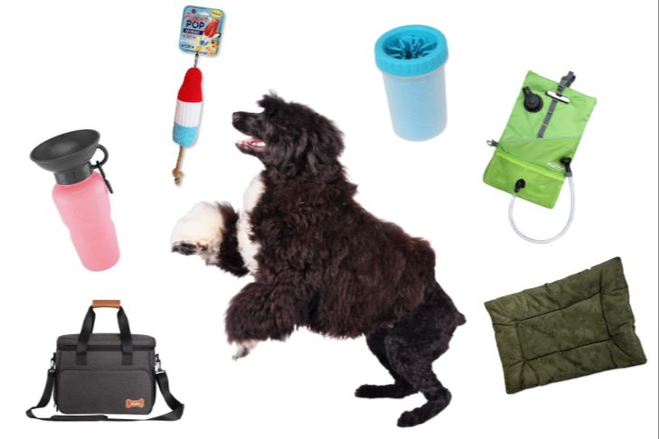 a list of must-have supplies to bring for a fun day at the dog beach.