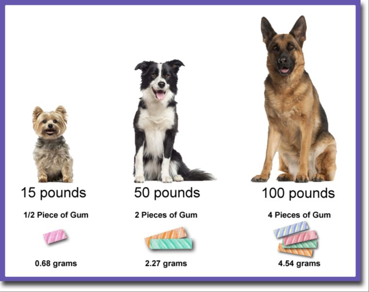 a list of symptoms of xylitol poisoning in dogs