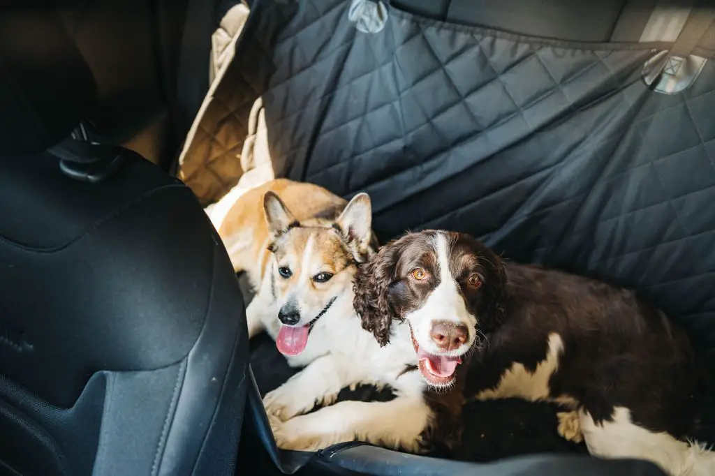 a list showing planned stops and activities for a dog on a long 12 hour road trip