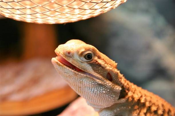 a lizard basking under a heat lamp