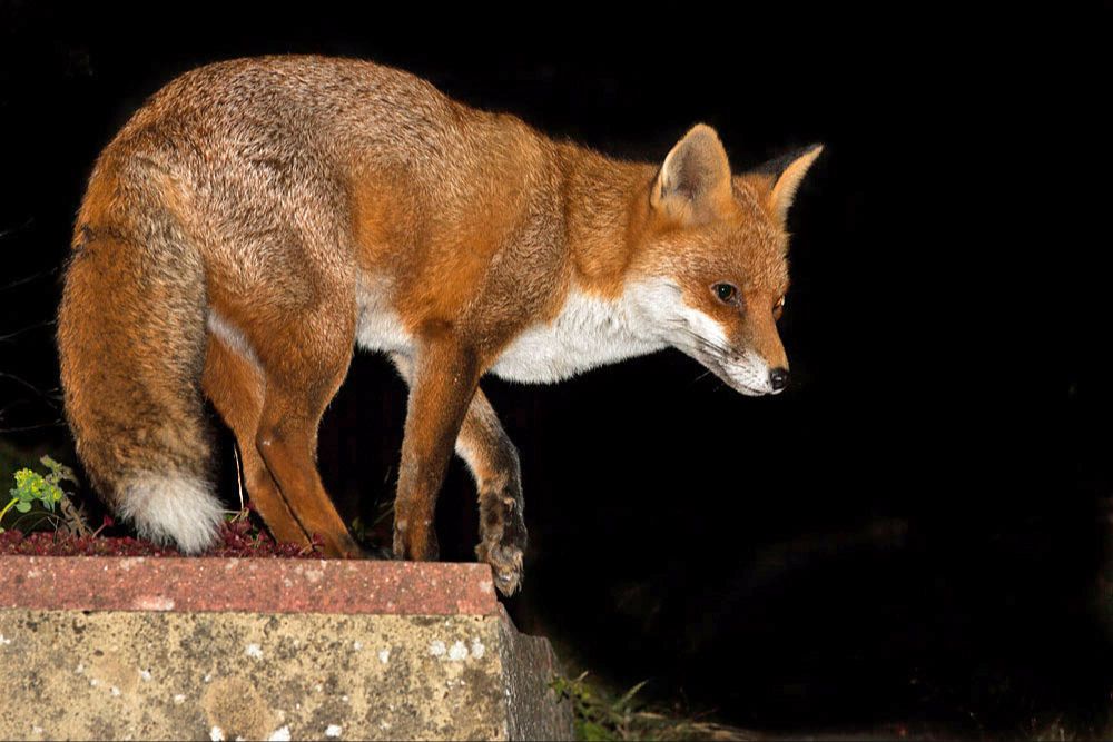 a lone red fox cautiously observing a pack of large domestic dogs from a distance.