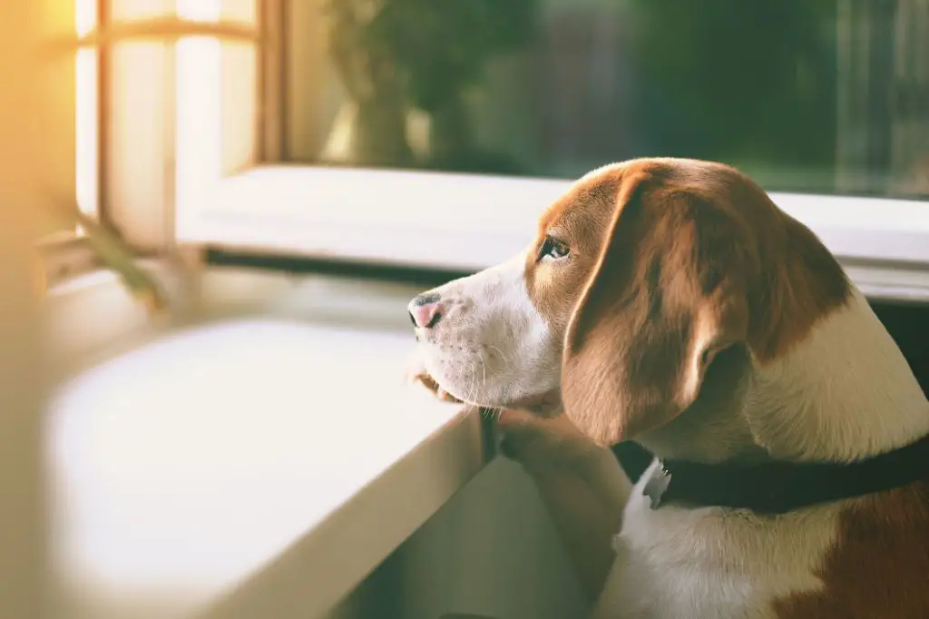 a lonely dog sitting by itself