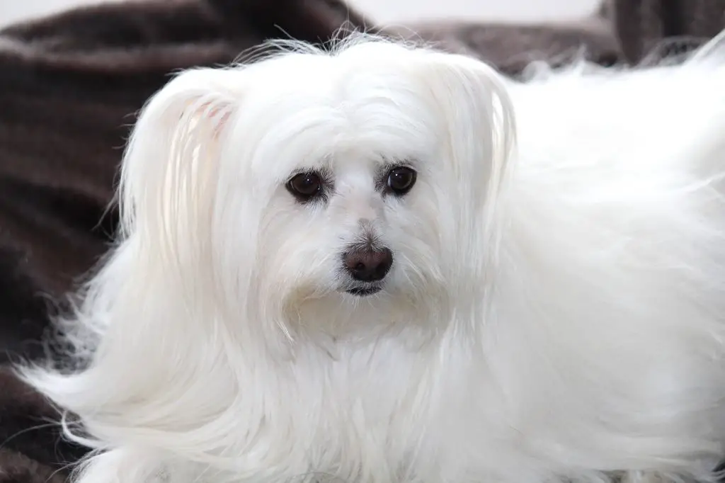 a long-haired maltese dog with a hypoallergenic coat