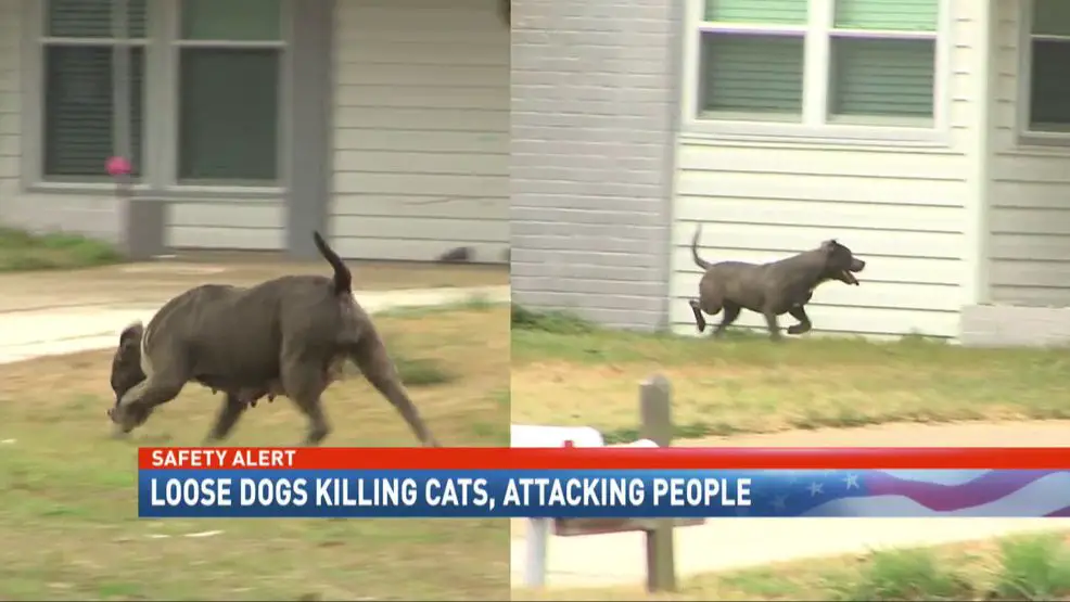 a loose pit bull roaming a neighborhood street