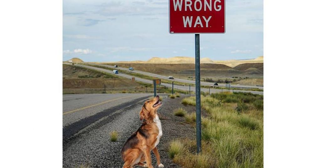 a lost dog standing at a crossroads, uncertain which way leads home