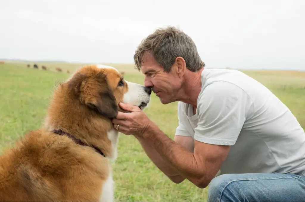 a man gains purpose from caring for his dog