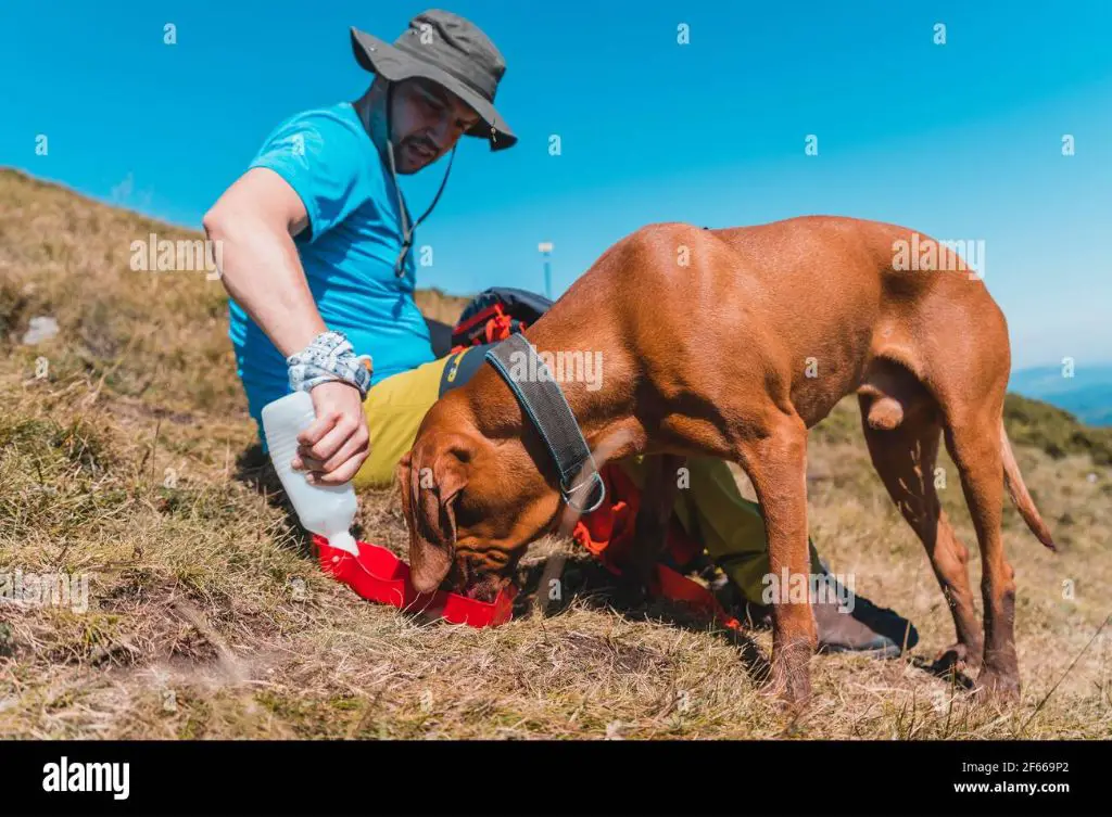 a man giving water to his dog during a hike