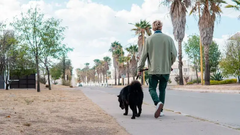 a man walking a large dog on a leash down a neighborhood street