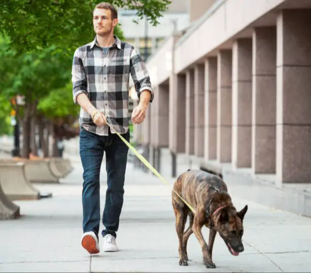 a man walking his mixed breed dog on a leash