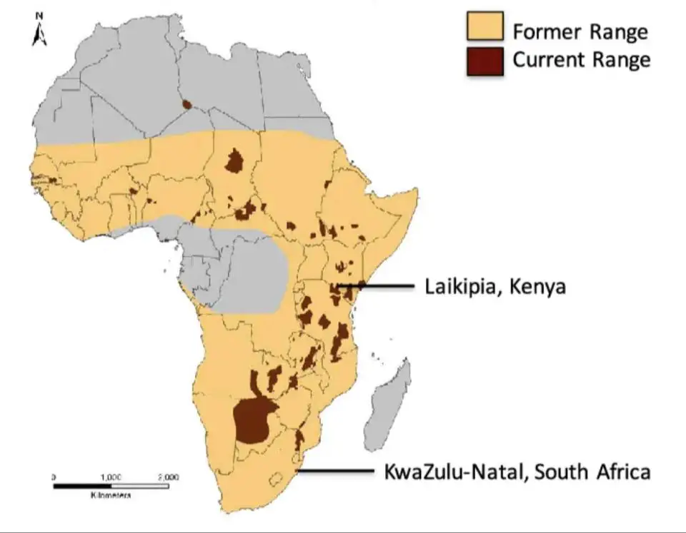 a map of africa showing wild dog and lion ranges