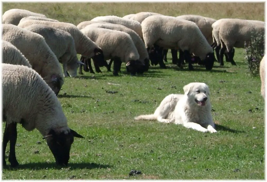 a maremma sheepdog guarding sheep