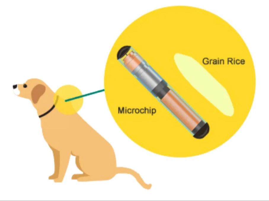 a microchip next to a grain of rice for size comparison