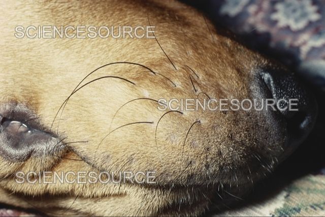 a microscopic view of a dog whisker's internal structure