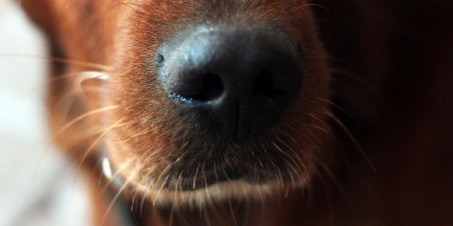 a microscopic view of a regrowing dog whisker