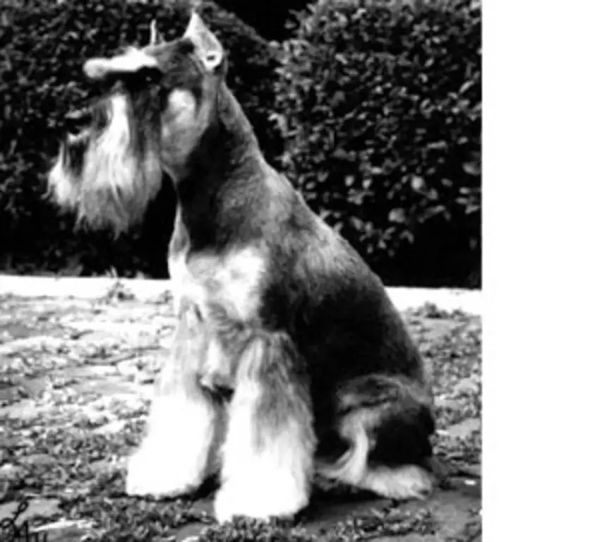 a miniature schnauzer being shown at an early westminster kennel club dog show in 1925.