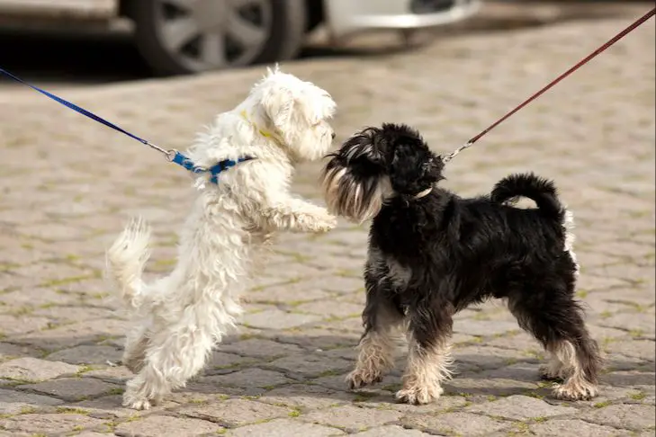 a miniature schnauzer on a leash, barking loudly at a passerby.