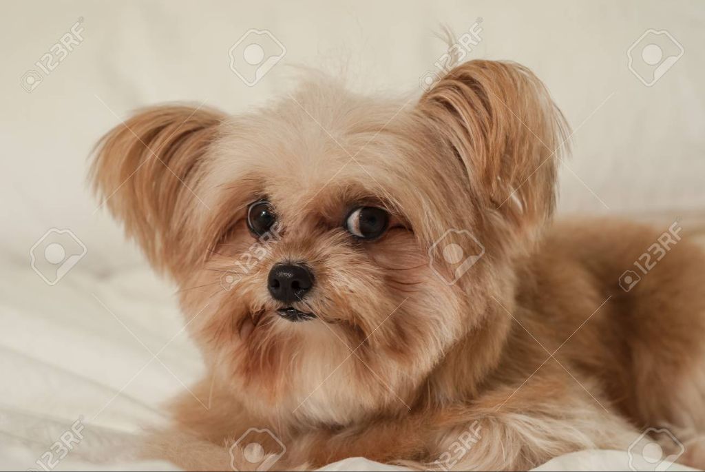 a mixed breed dog staring at the camera