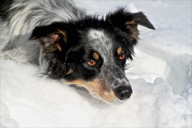 a mixed breed dog staring intently at a squirrel