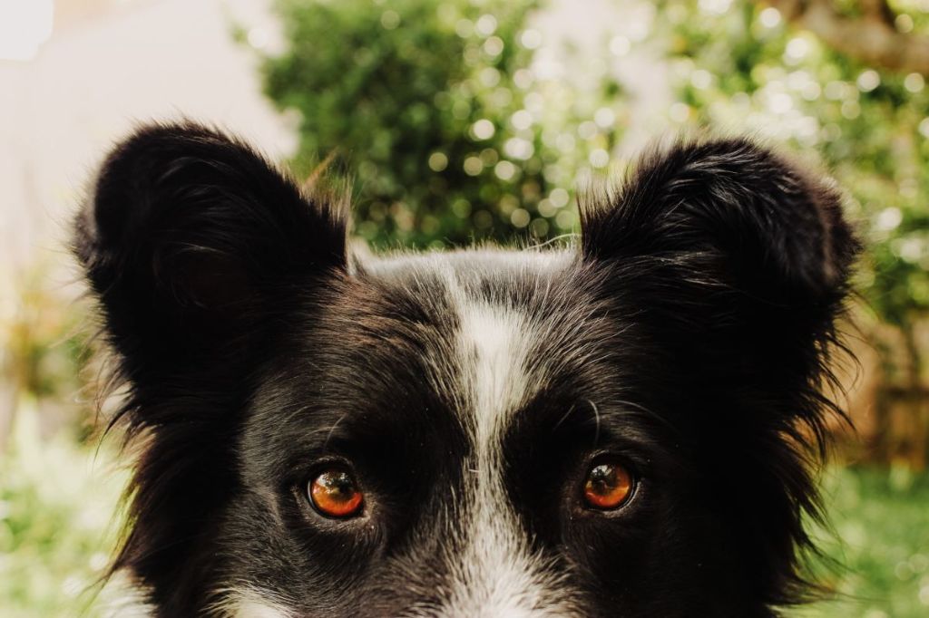 a mixed breed dog with a medium number of whiskers