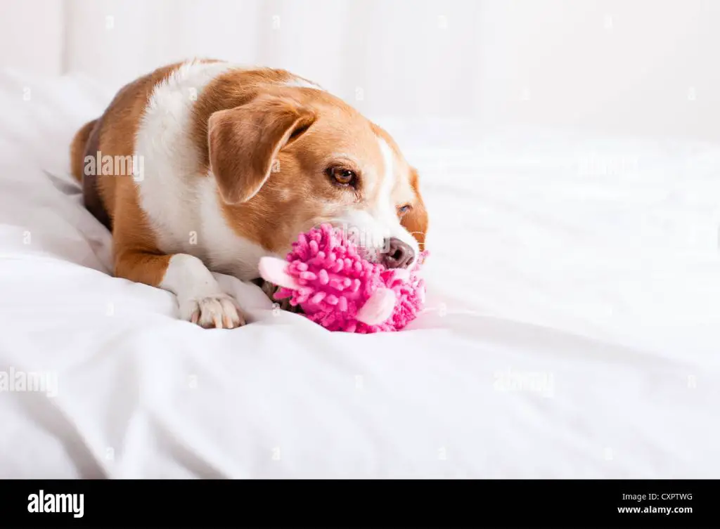 a mixed breed puppy playing with toys