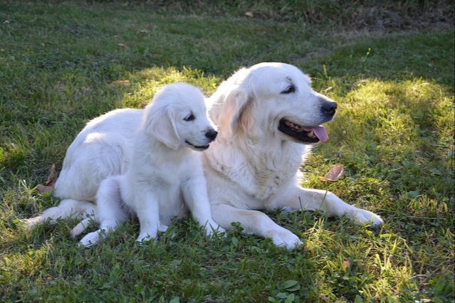 a mother dog and her adult son wandering inside the house