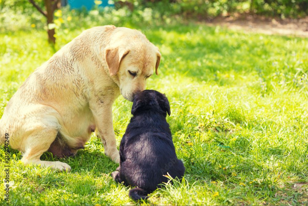 a mother dog and her puppy son sitting together on the grass