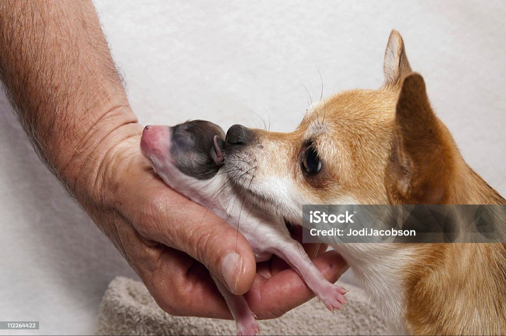 a mother dog grooming a puppy