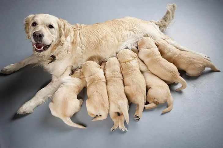 a mother dog nursing a group of puppies