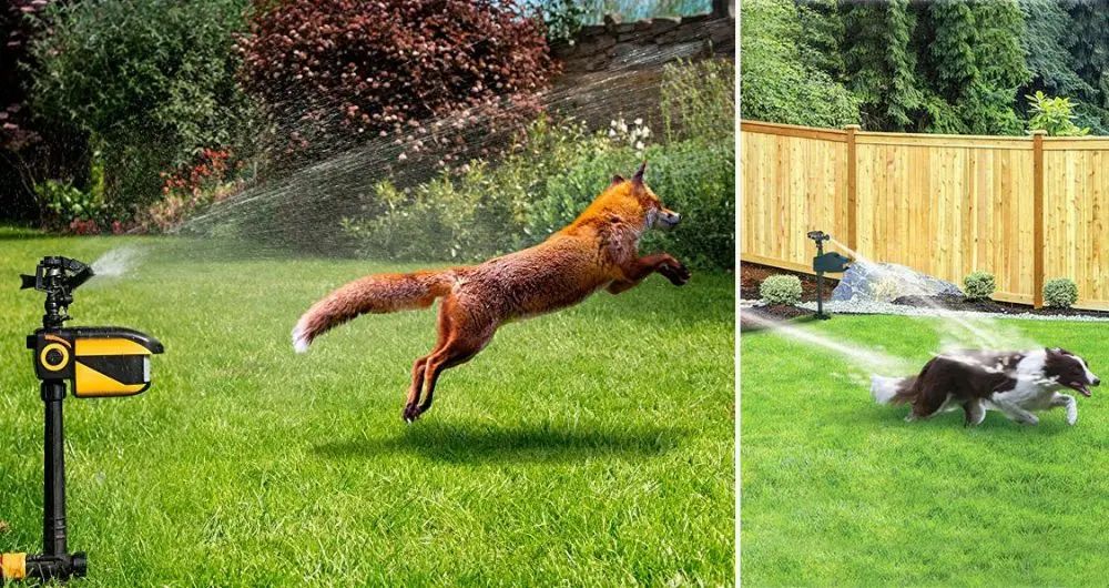 a motion-activated sprinkler spraying water to scare away a fox in a yard.