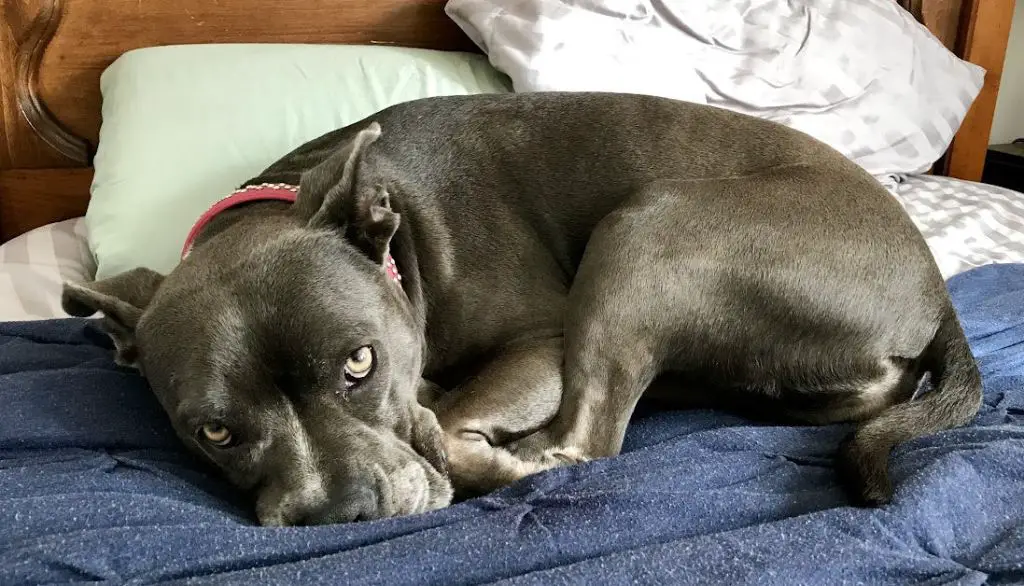 a muscular gray pit bull terrier lays relaxed on a dog bed, its head resting comfortably on its front paws as it looks up lovingly.