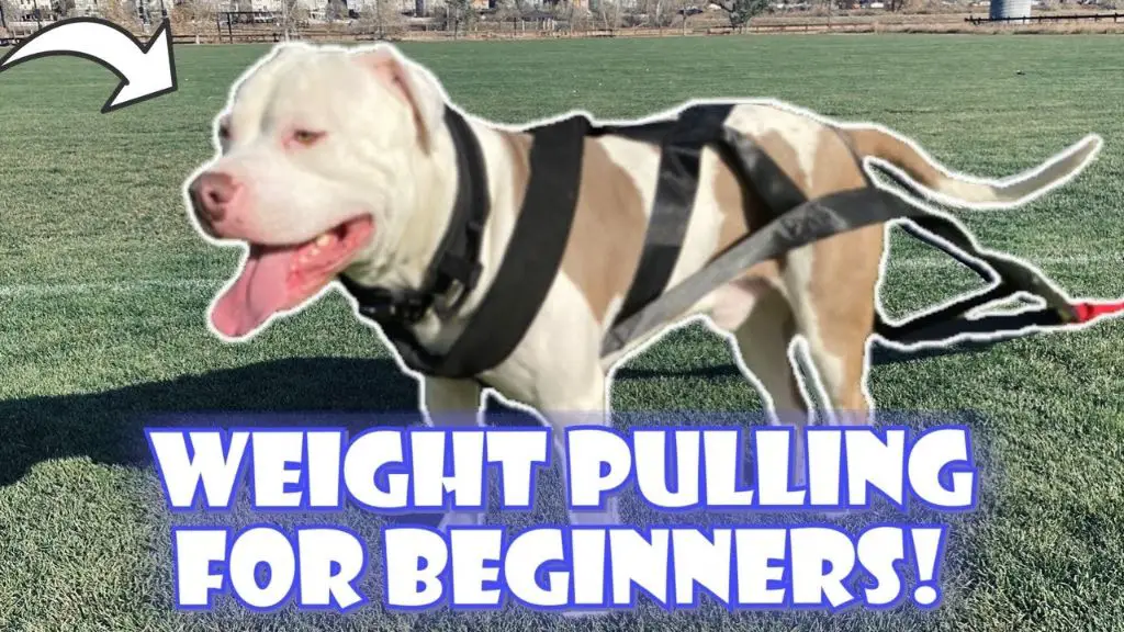 a muscular pitbull wearing a weight pulling harness