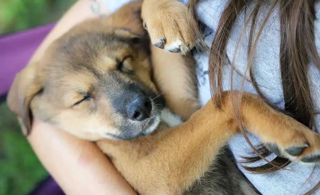 a new adopted puppy bringing joy to their owner still grieving their past dog