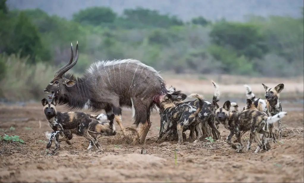 a pack of african wild dogs hunting an antelope