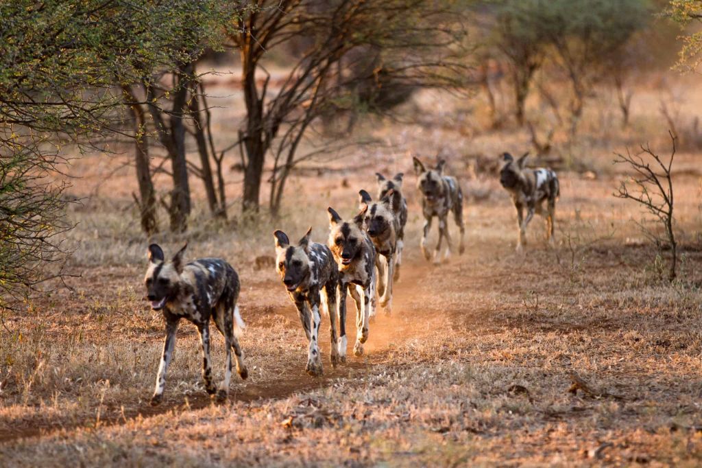 a pack of wild dogs hunting an antelope on the african plains.