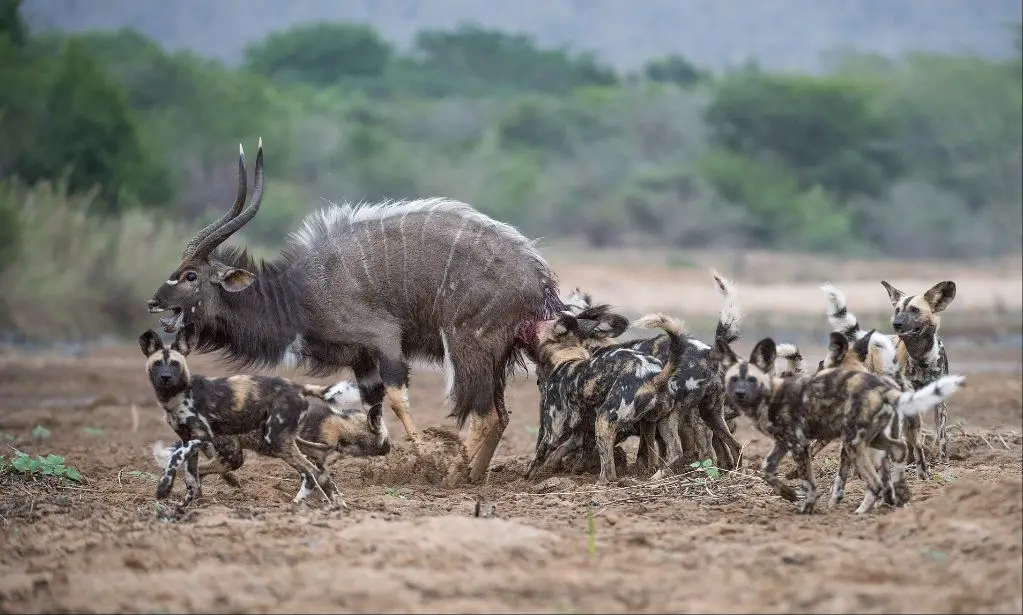 a pack of wild dogs hunting an antelope