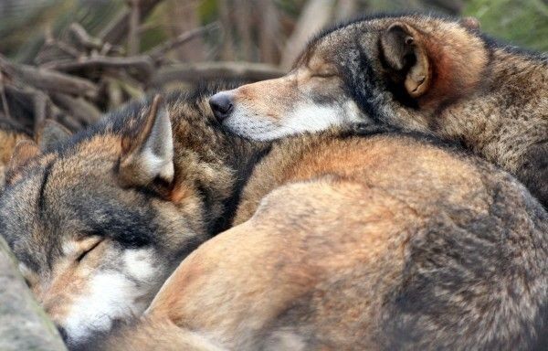 a pack of wolves sleeping curled up together.