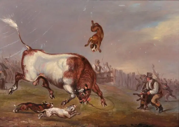 a painting depicting bull baiting in 19th century england.