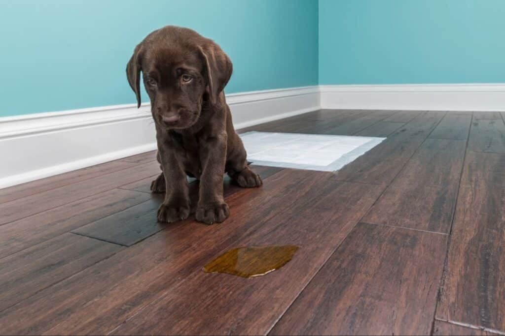 a paper towel soaking up a puddle of water on luxury vinyl plank flooring.