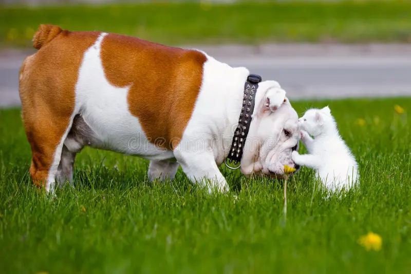 a patient bulldog lying down next to a playful kitten