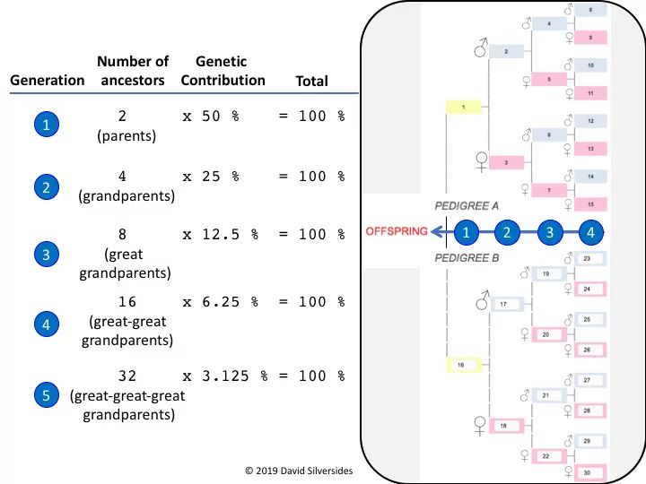 a pedigree chart showing the genetic relationship between half siblings