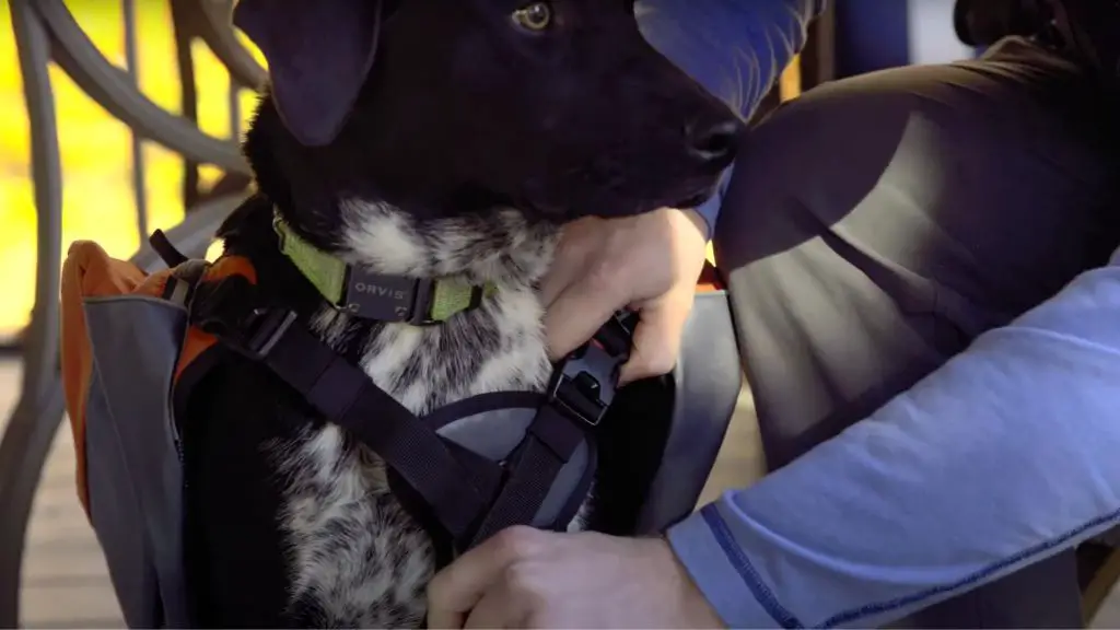 a person adjusting the straps on their dog's backpack before a hike.