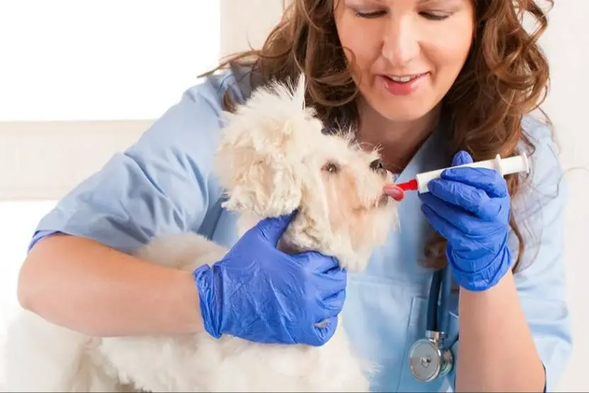 a person administering medication to their dog