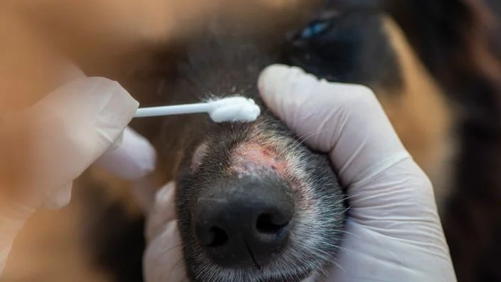 a person administering oral medication to a dog to treat a fungal infection