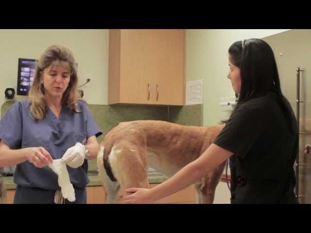 a person applying a warm compress to a dog's face