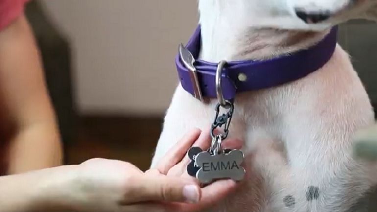 a person attaching a license tag to a dog collar.