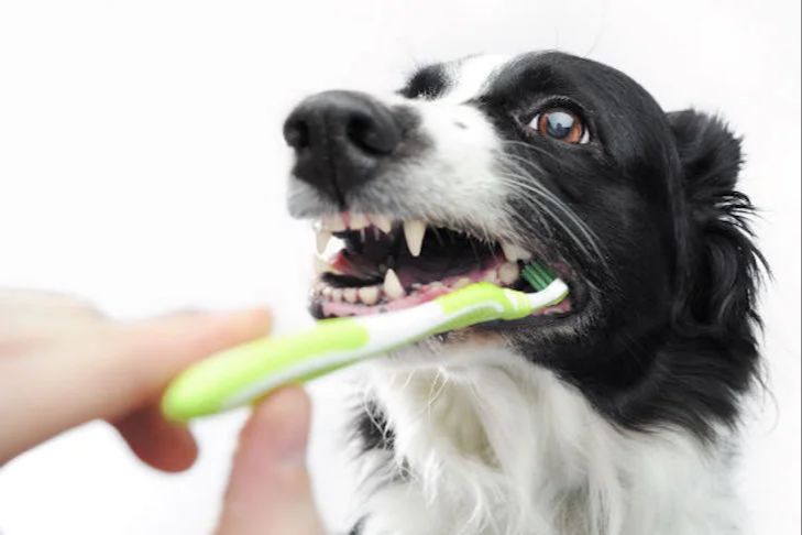 a person brushing a dog's teeth, showing responsible preventative dental care 